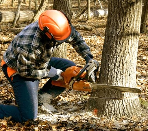 Tree Removal in Woodside, DE